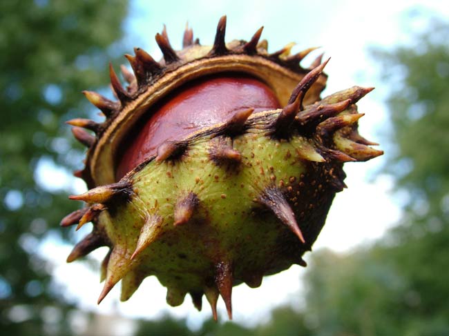 Conker