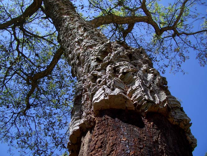Cork Tree