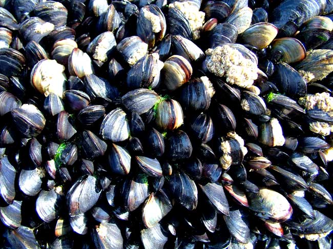 Cornish Mussels