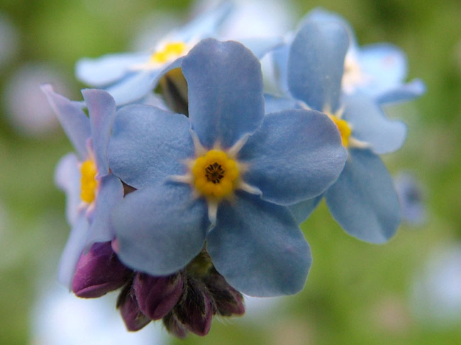 Forgetmenot