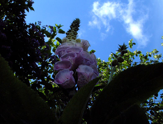 foxglove