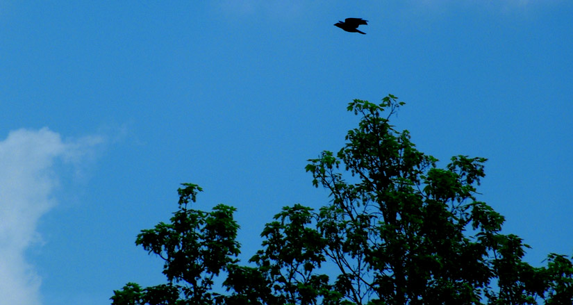 Jackdaw silhouetted