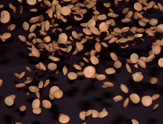 Lentils in Midair