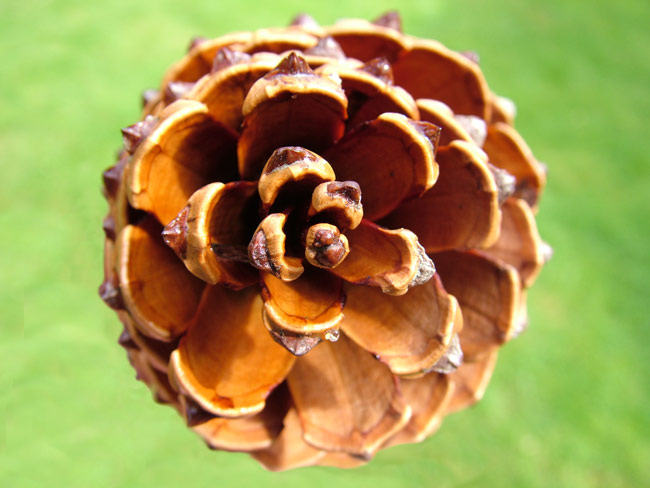 Conker