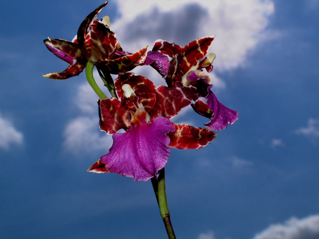 Orchid