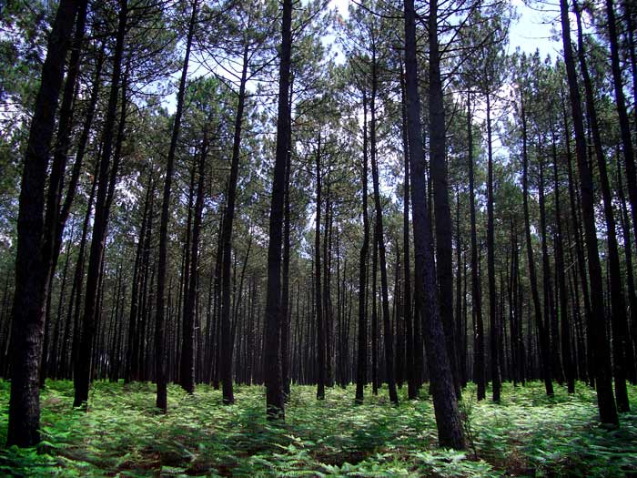 Pine Forest, Vieux-Boucau