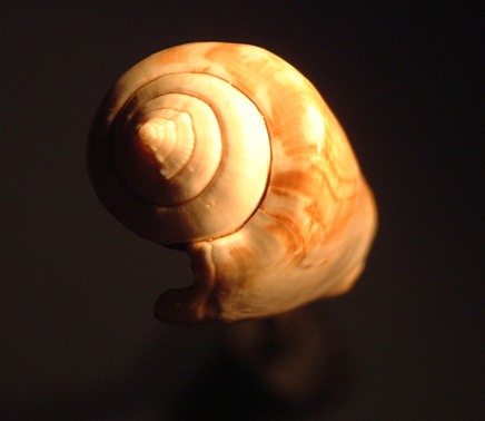 Sea Shell