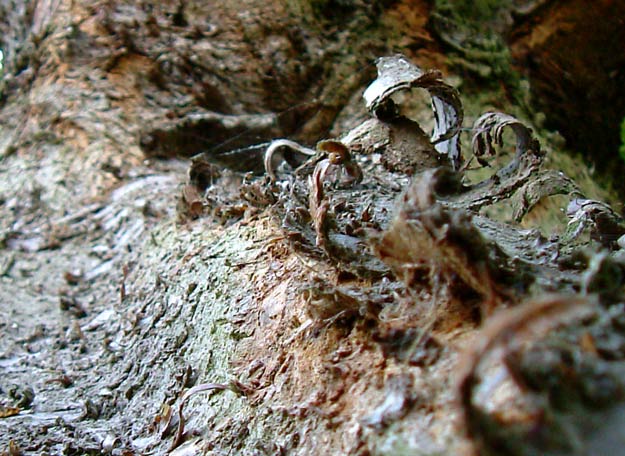 Tree Bark