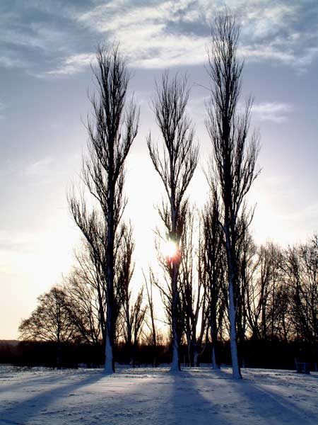 Snowy Trees